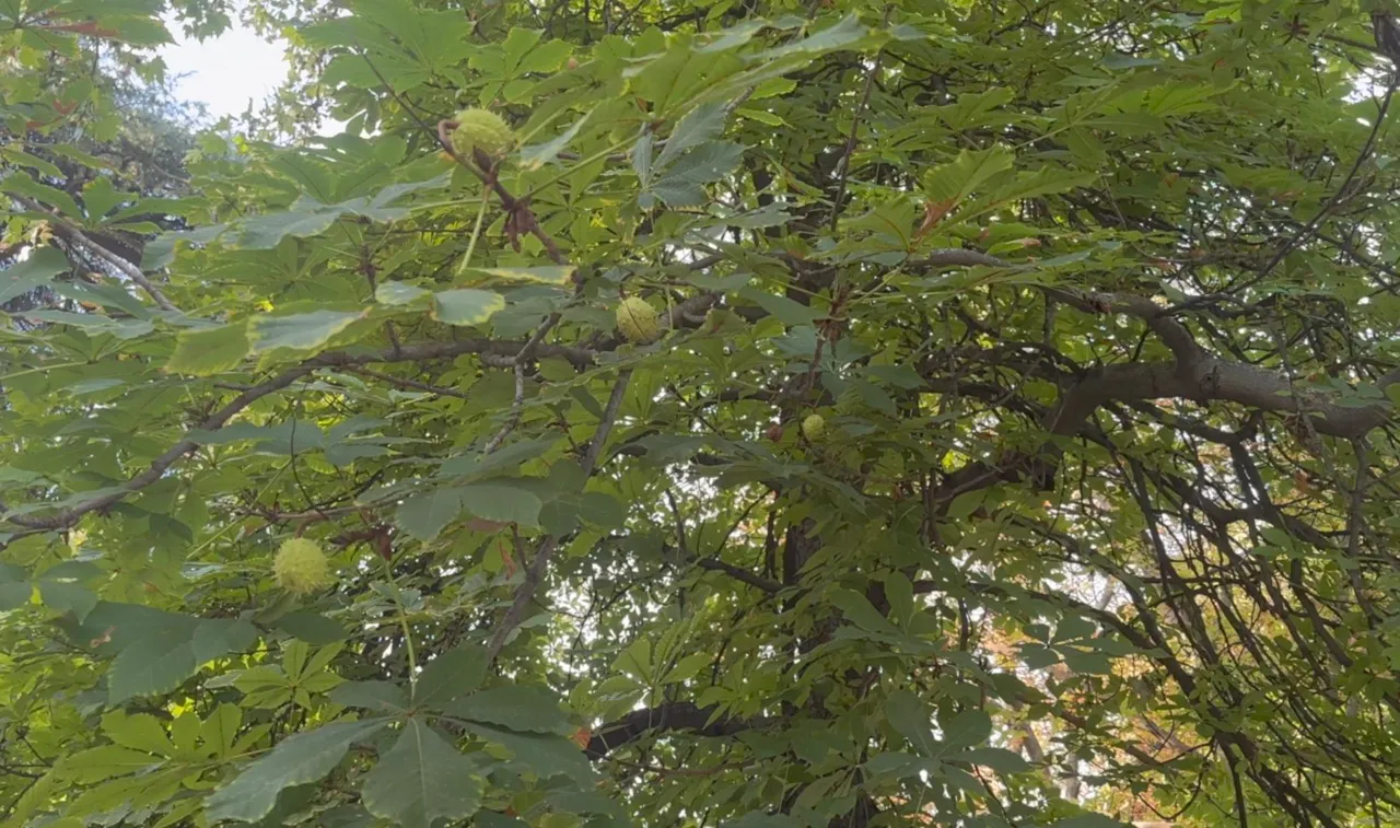 Horse Chestnuts Cleanser — step 1