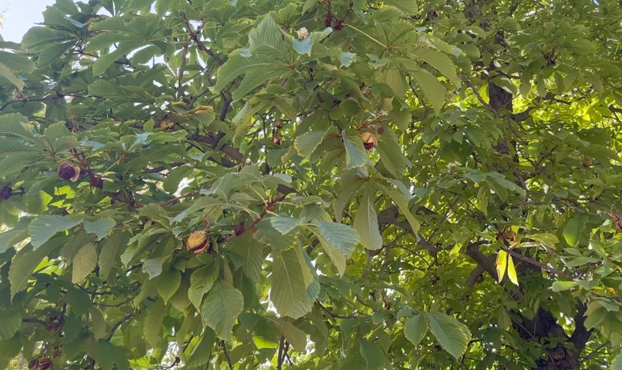 Horse Chestnuts Cleanser — step 2