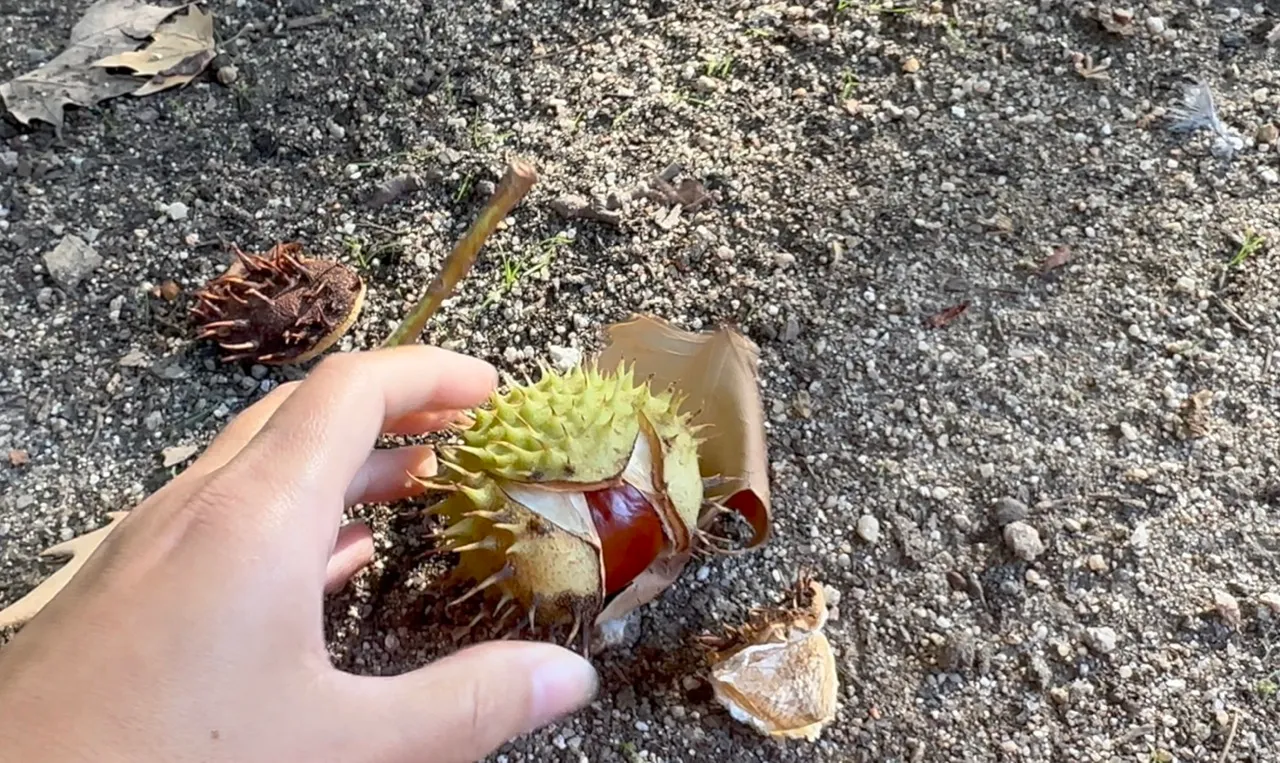 Horse Chestnuts Cleanser — step 5