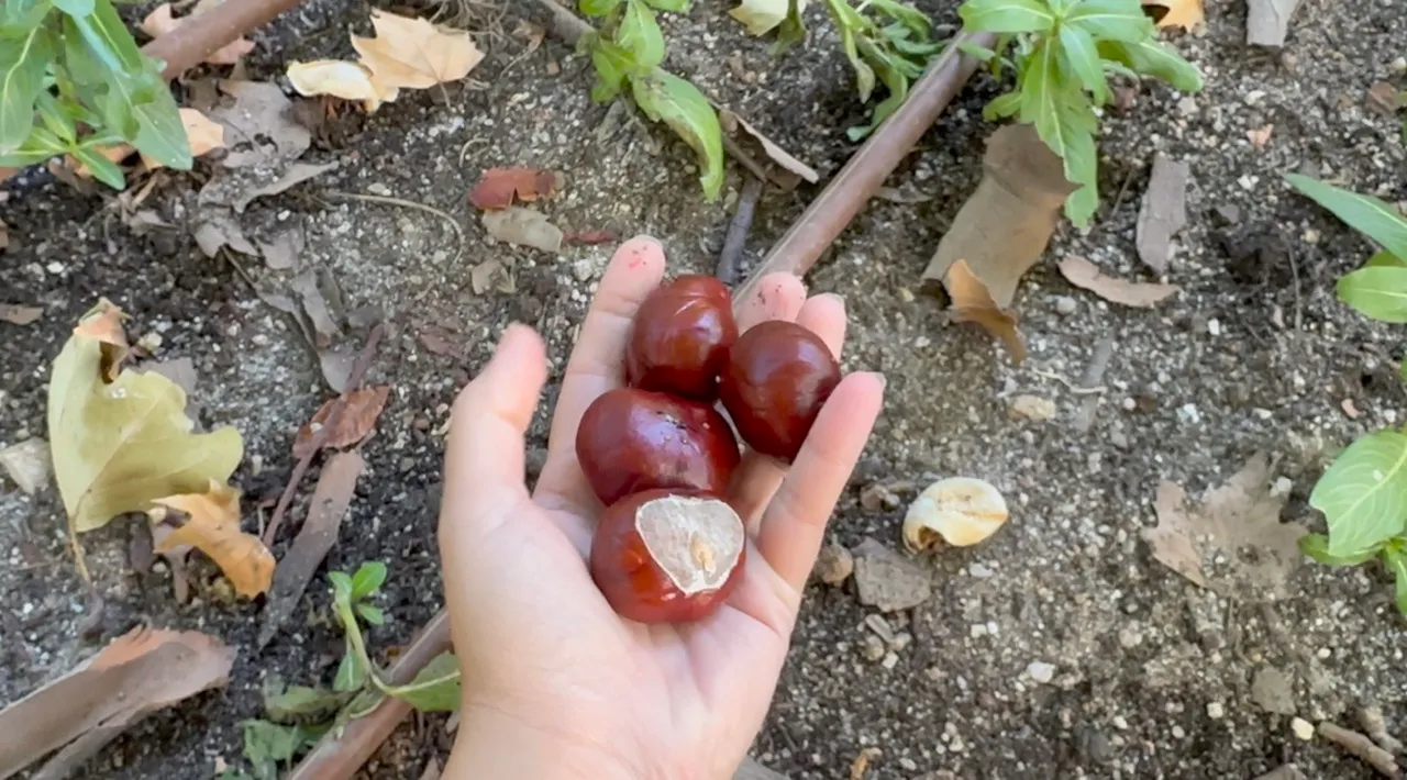 Horse Chestnuts Cleanser — step 6